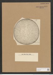 Campylodiscus echeneis Ehr. (de-Toni-Nr.: Genus 57, Species 2450) Zeichnungen Sammlung Grunow Nr. 4931 (NHMW-BOT-W0373142)